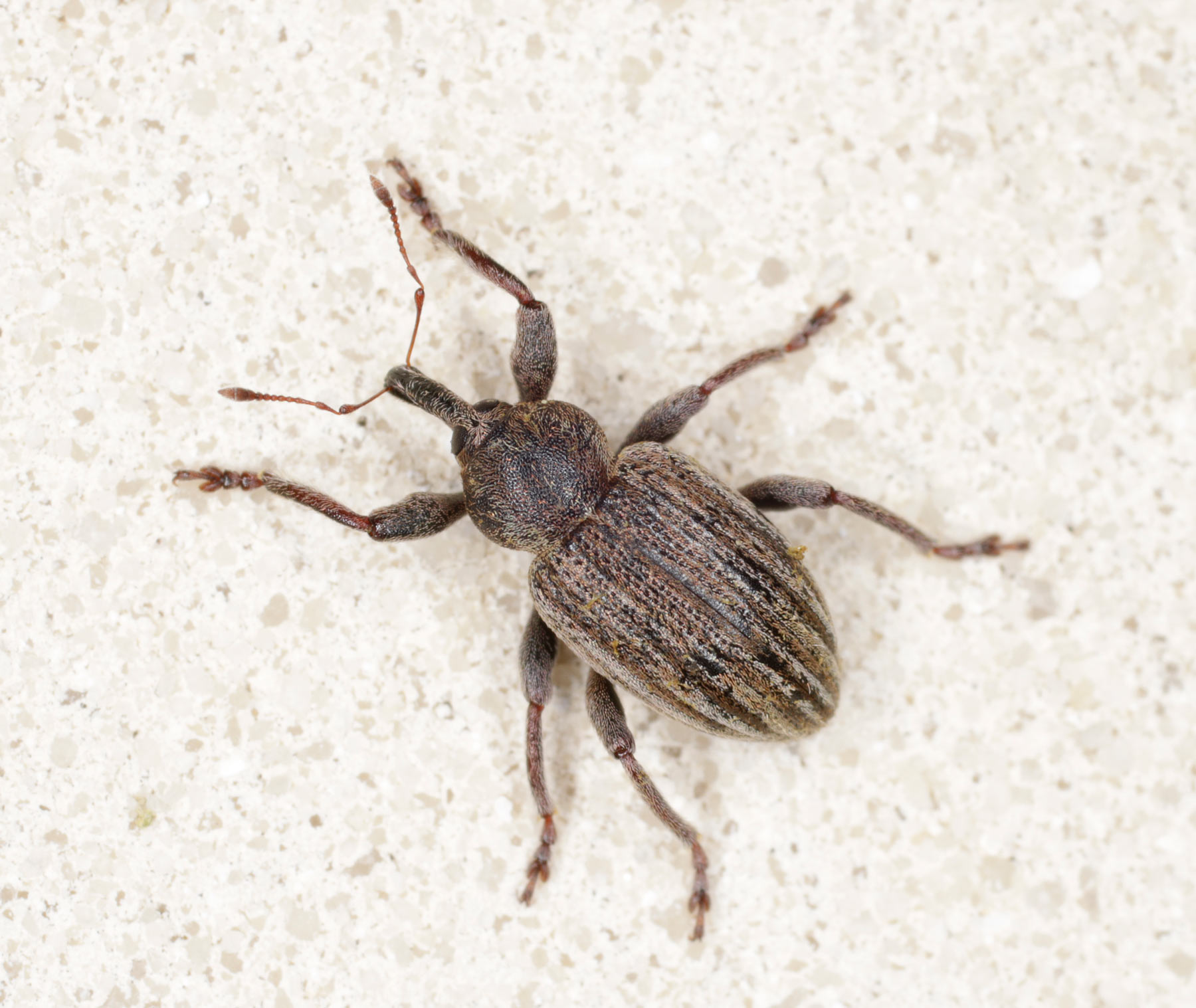 Curculionidae: cf. Hypera meles